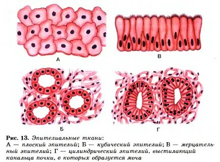 Эпителиальные ткани строение виды