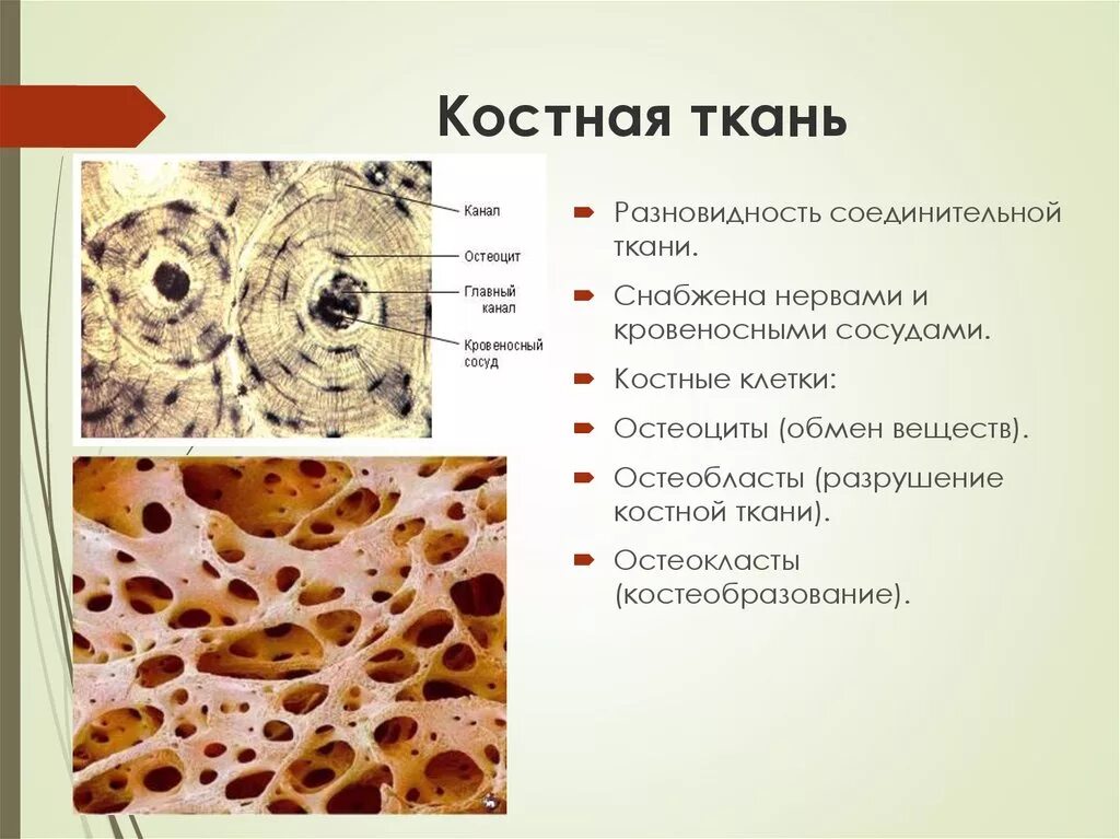 Функции клетки кости