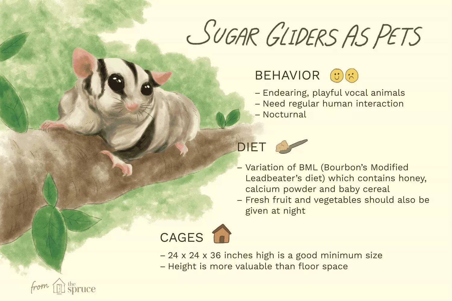 Keeping pets перевод. Sugar Glider перевод. Baby Sugar Glider animals. Glider перевод. Sugar Glider животное перевод.
