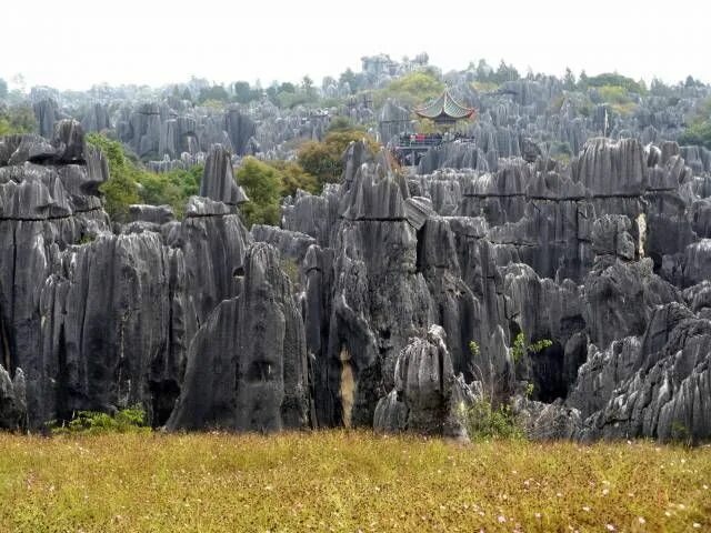 7 Most Dangerous Forests in the World - STARNEWS