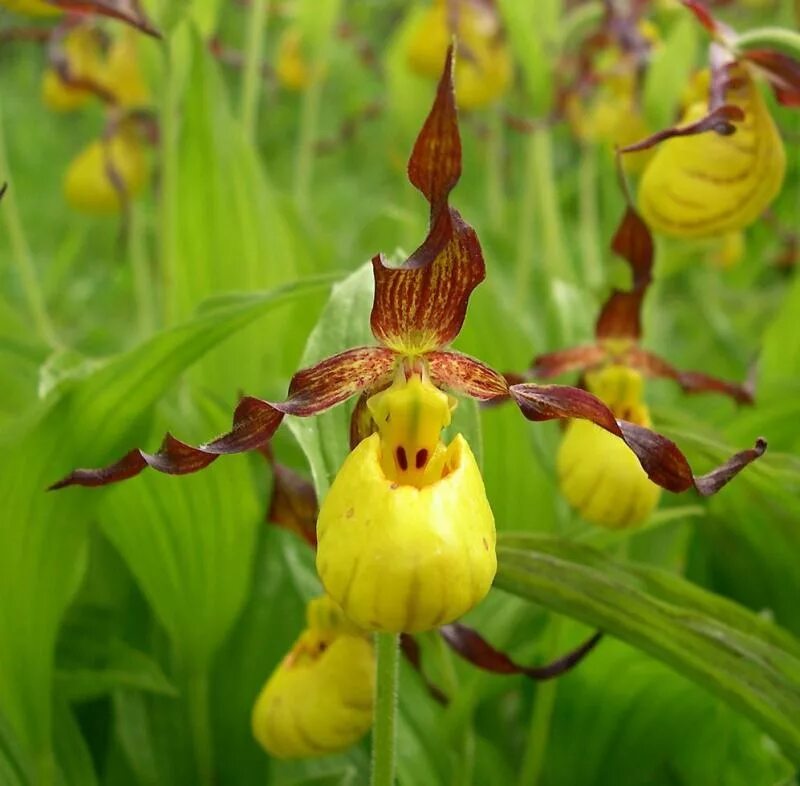 Венерин башмачок гизела. Циприпедиум габриэла. Венерин башмачок на байкале. Венерин башмачок. Садовая орхидея венерин башмачок.