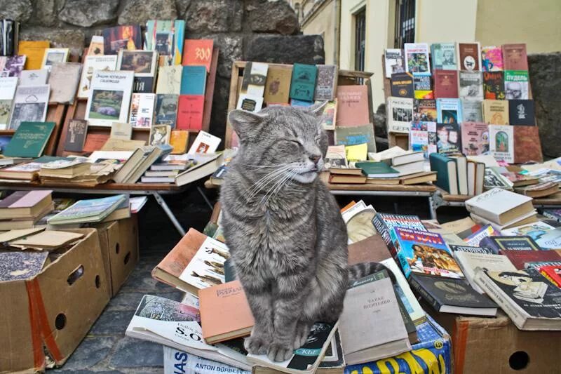 Книжный рынок. Коты книжный развал. книжный базар. книжная барахолка.