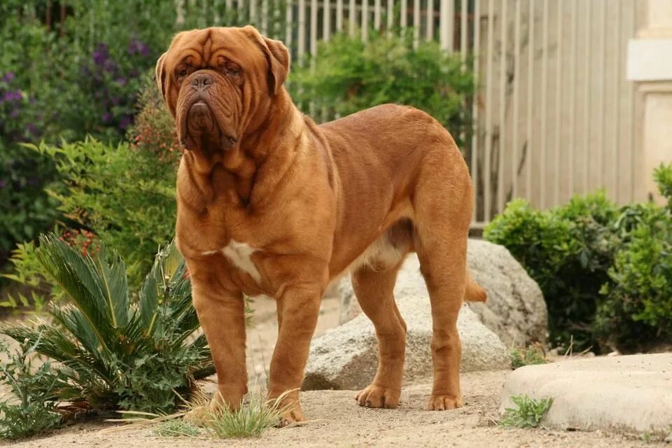 List of mastiff type breeds