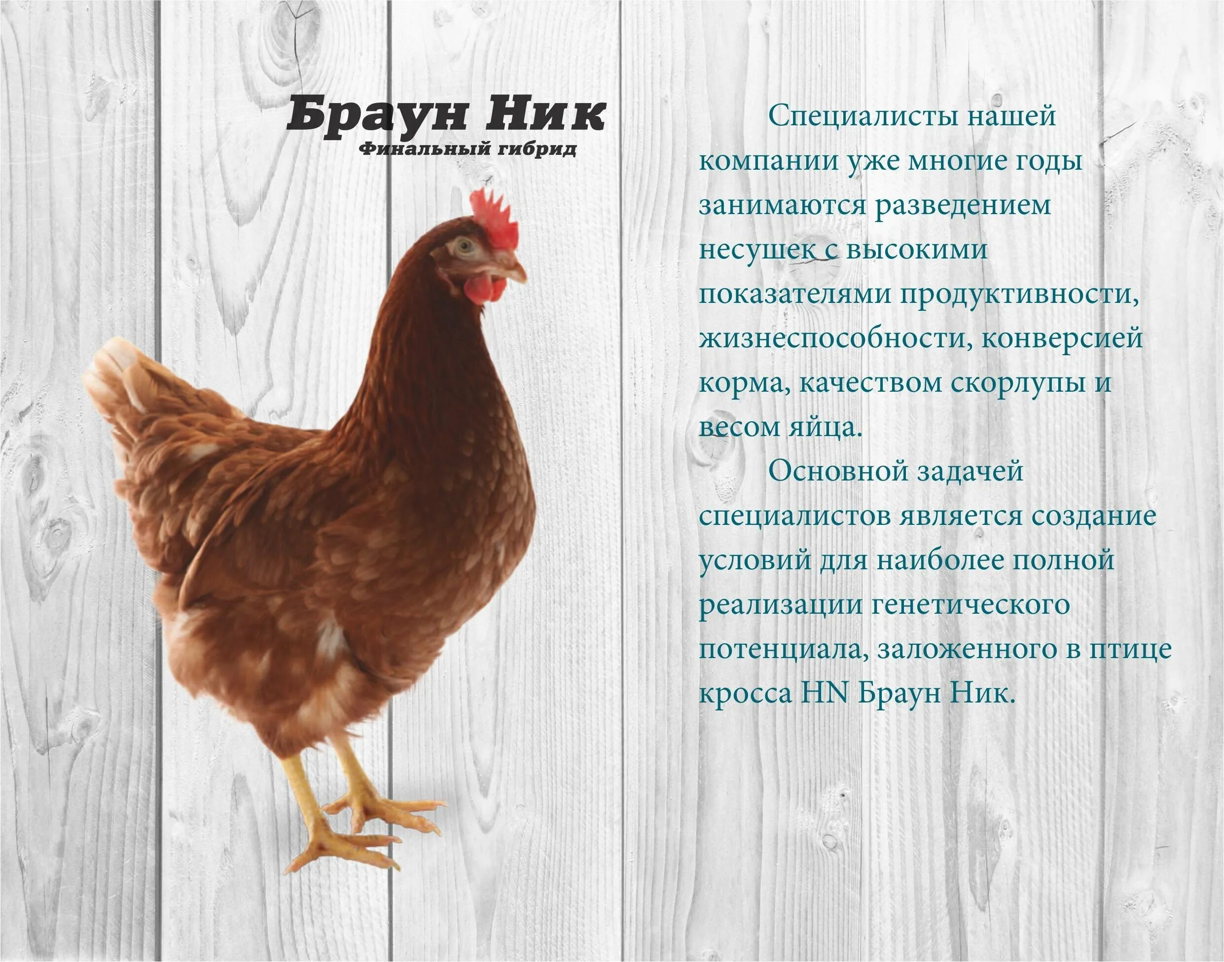 Характеристики кур ломан браун описание фото