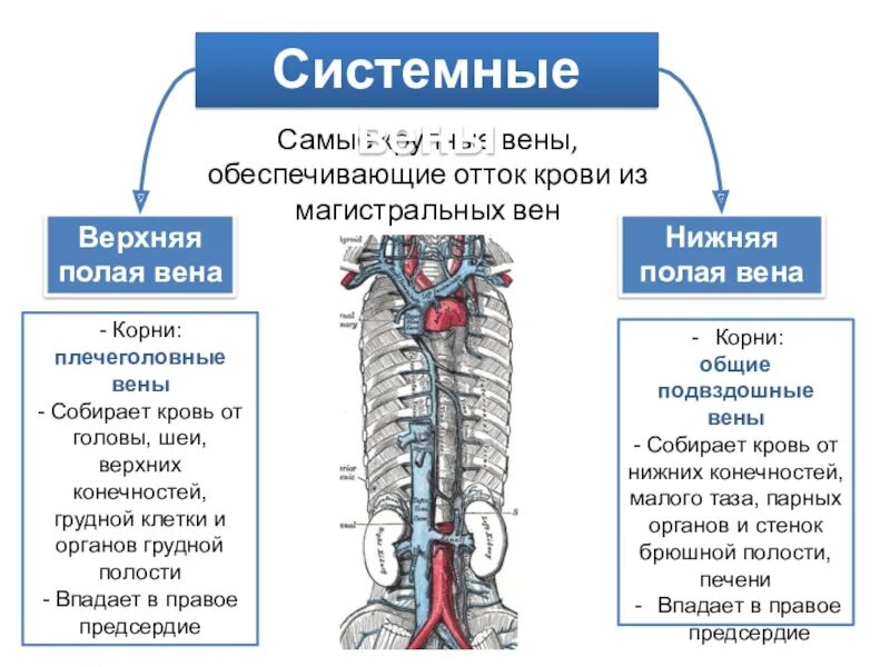 Система нижняя полая вена анатомия. Система нижней полой вены. Вены анатомия верхняя полая вена. Нижняя полая вена и почечная вена. Система верхней полой вены анатомия схема.