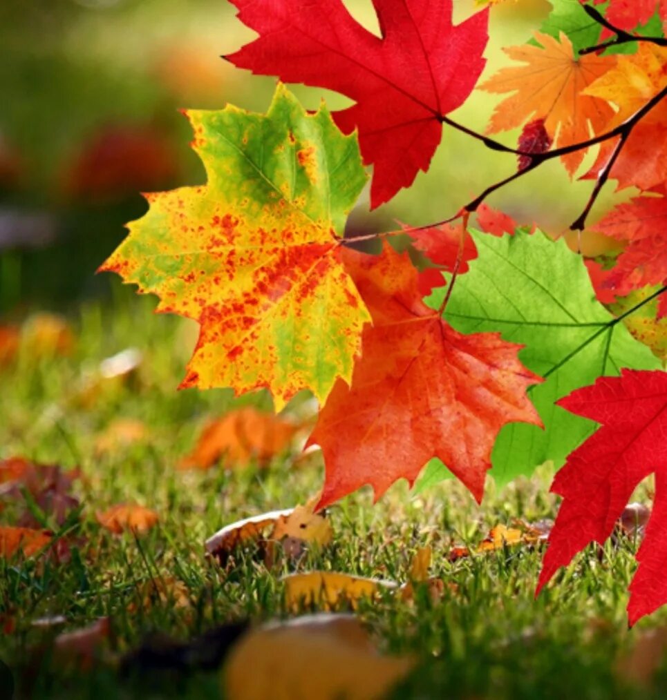 Autumn live. Autumn live