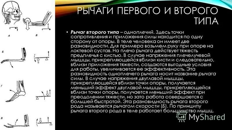 2 рычаг в скелете человека. Рычаги человеческого тела. Рычаги в организме птиц. Рычаги у насекомых. Рычаги птицы физика.