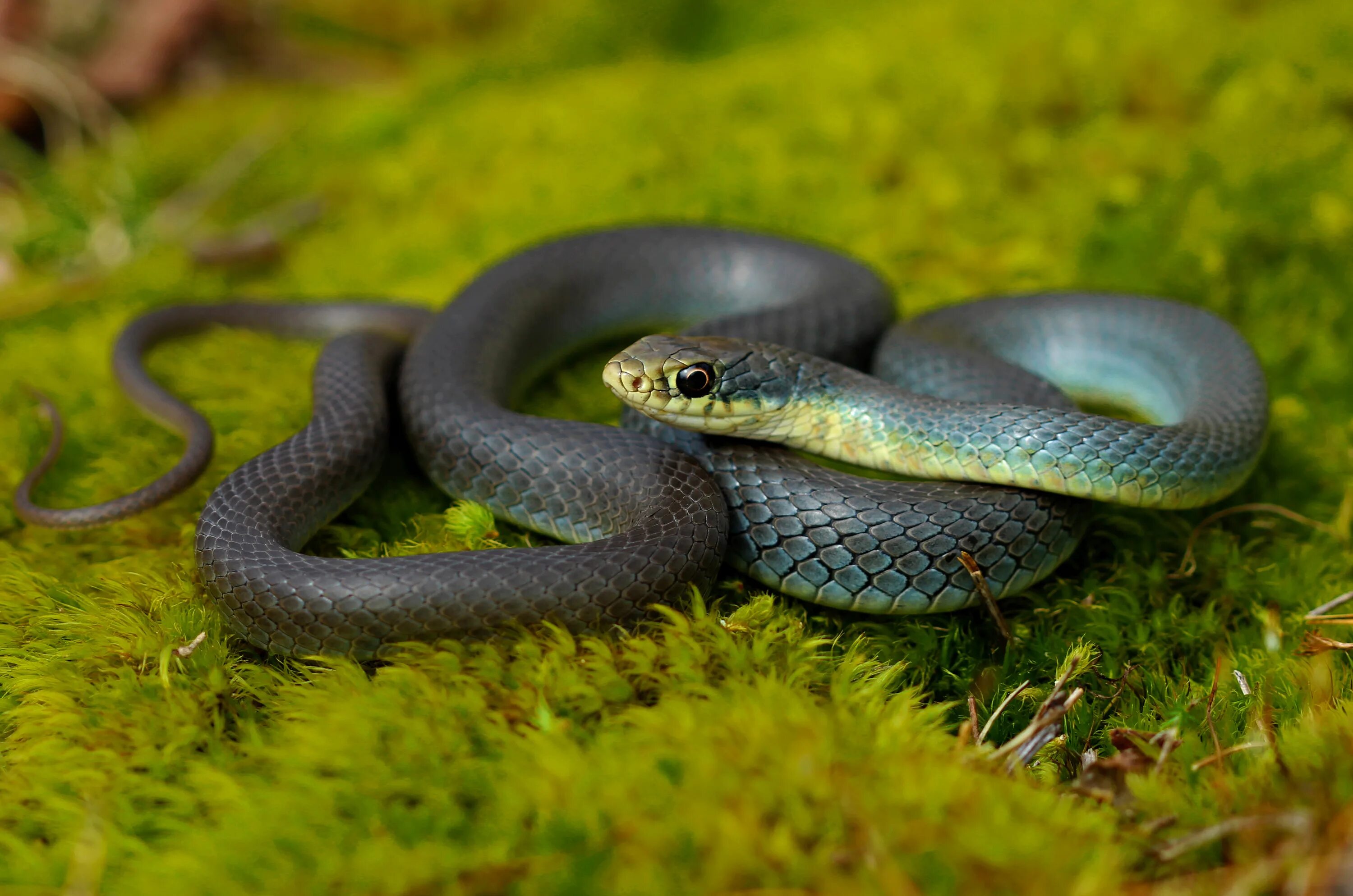 Coluber Constrictor. Подковчатый полоз Coluber hippocrepis. Большеглазый полоз желтобрюхий. Балканский полоз (Coluber gemonensis).