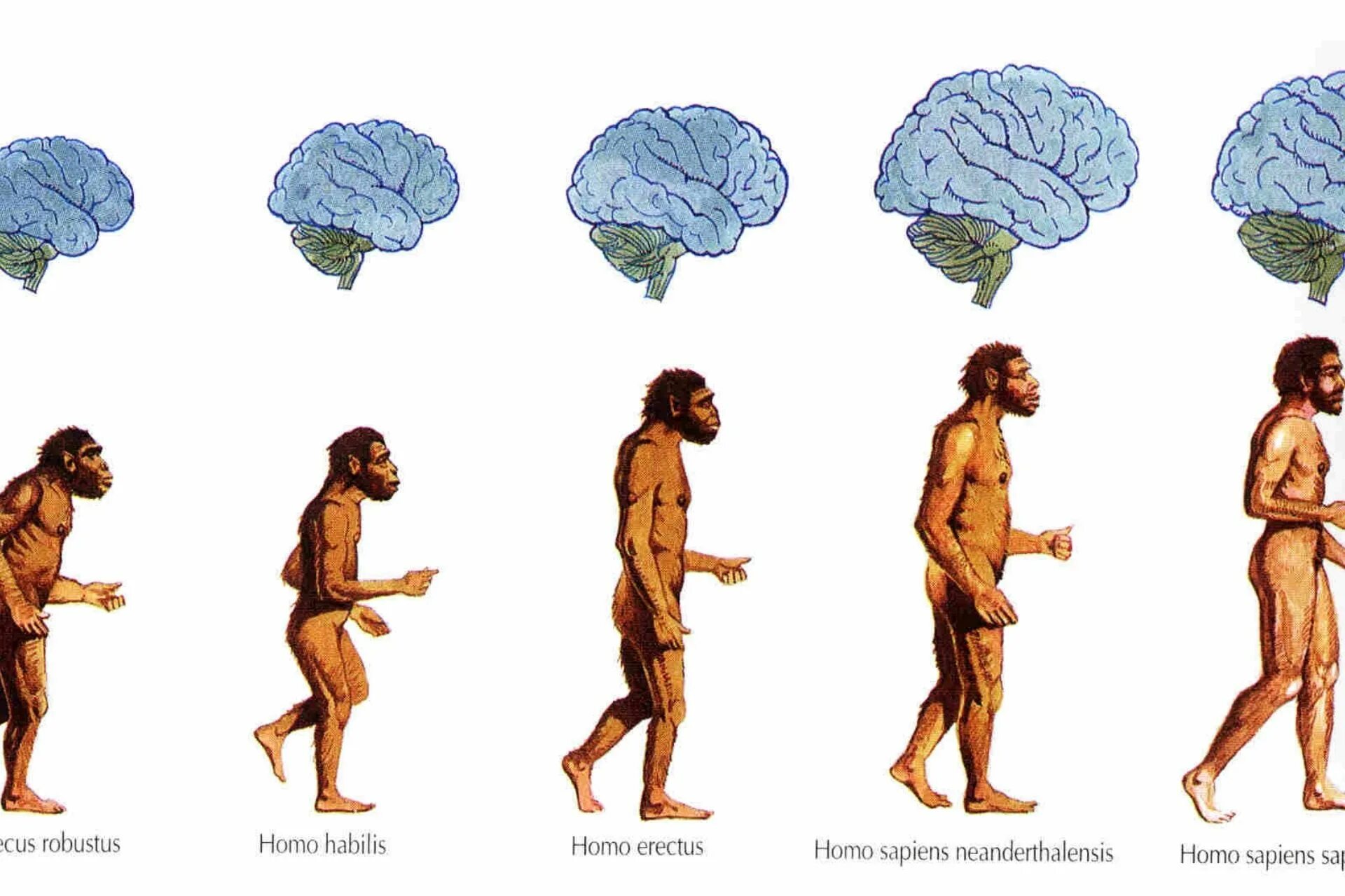 Эволюция размера мозга. Человек разумный homo sapiens. Хомо сапиенс австралопитек Эволюция. Хомо Эректус хомо сапиенс хабилис. Эволюция человека гомо сапиенс.