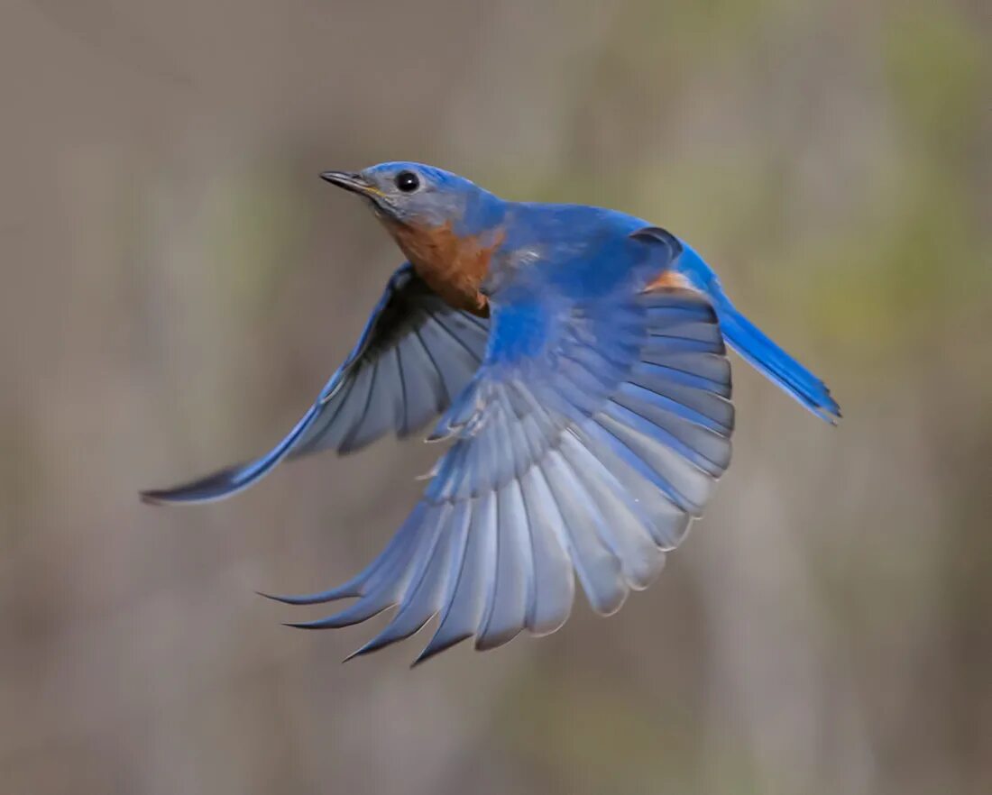 восточная сиалия (sialia sialis). бирюзовая танагра-медосос. лазурные птицы. сиалия лазурная птица. голубая сиалия.