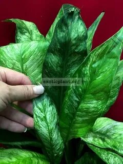 Спатифиллум сити ангел