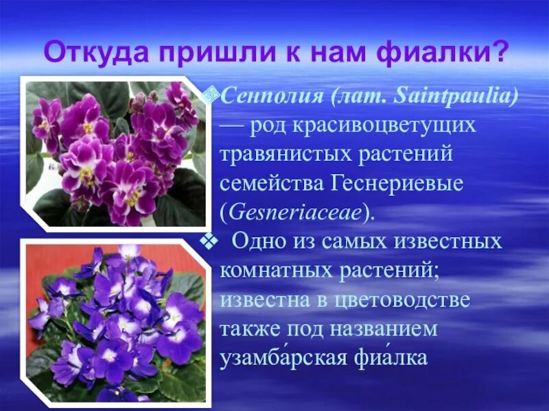 Фиалка факты