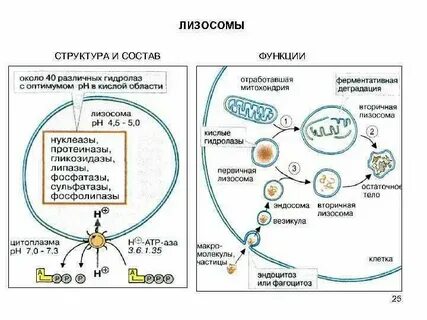 Синтез белков протекает в лизосомах в вакуолях