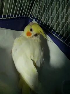 Корелла не летает