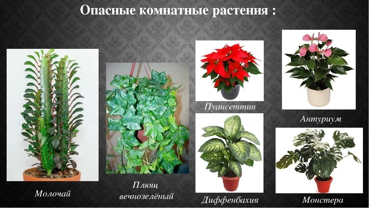 Как узнать название комнатного растения