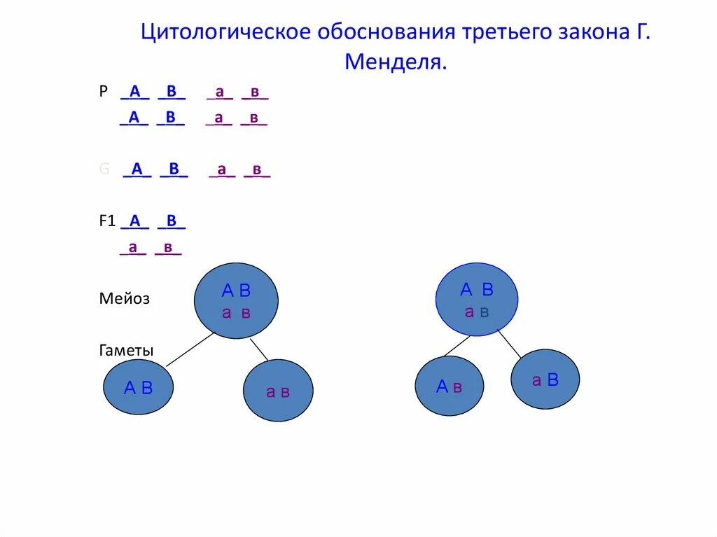 Установите соответствие между законами г менделя. Третий закон Менделя цитологическое обоснование. Цитологическое обоснование 1 закона Менделя. Цитологическое обоснование 3 закона Менделя. Цитологическое обоснование третьего закона Менделя.