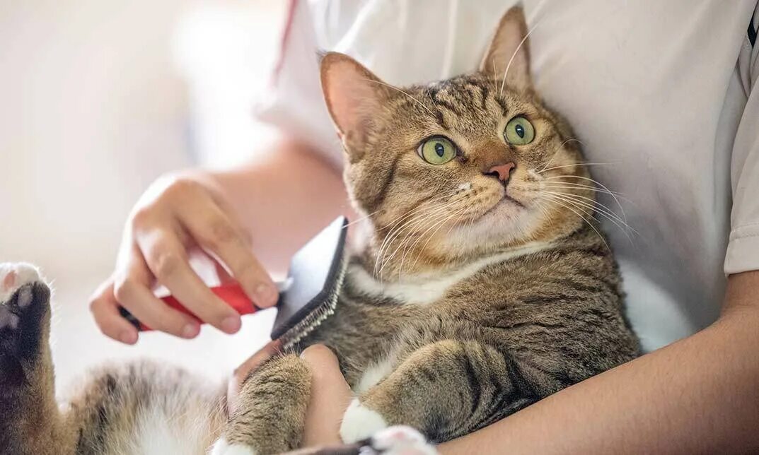 Caring cat