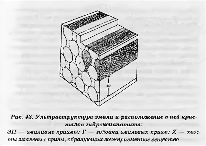 В чем особенность строения эмали какую функцию