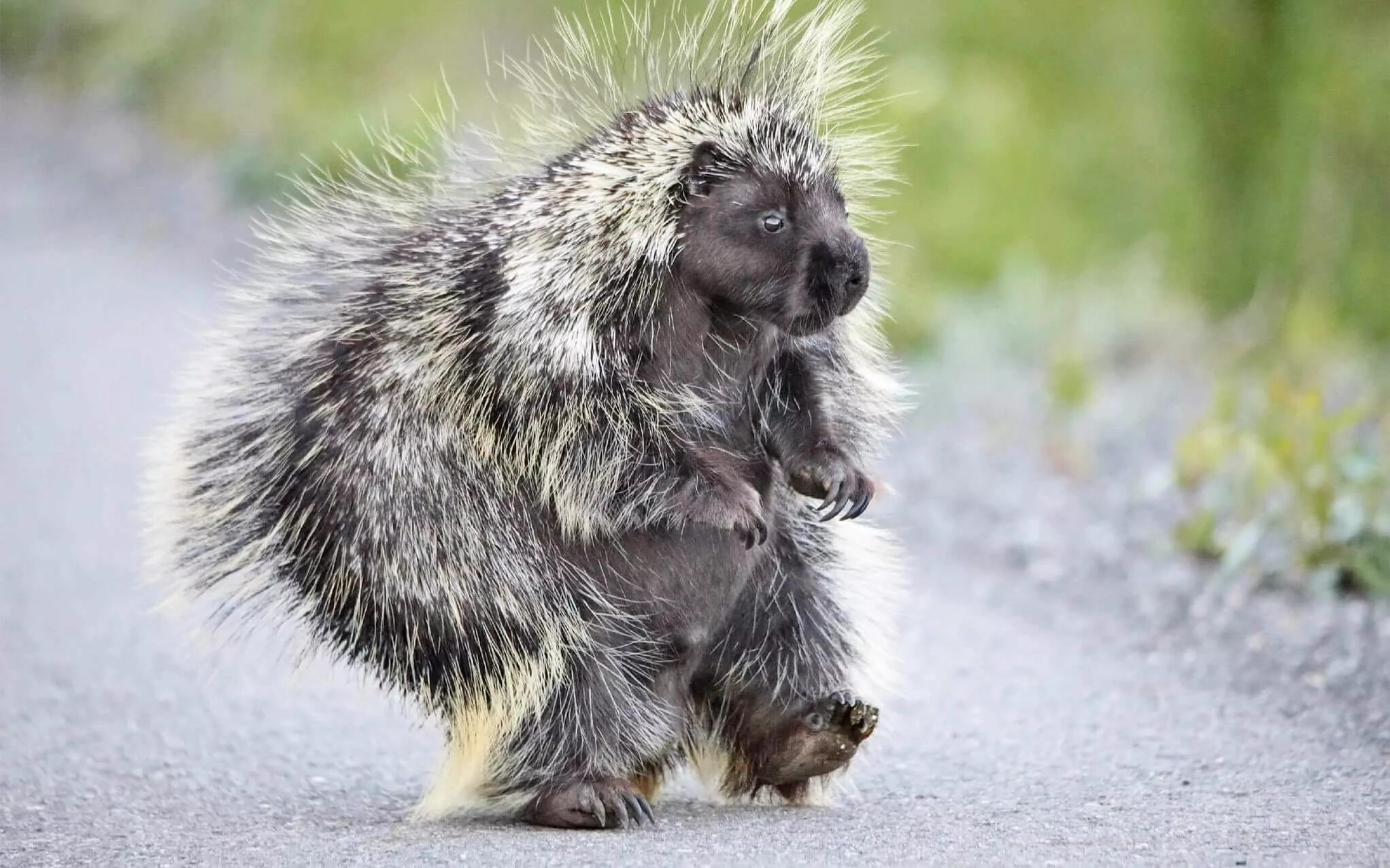 Pin on Porcupine