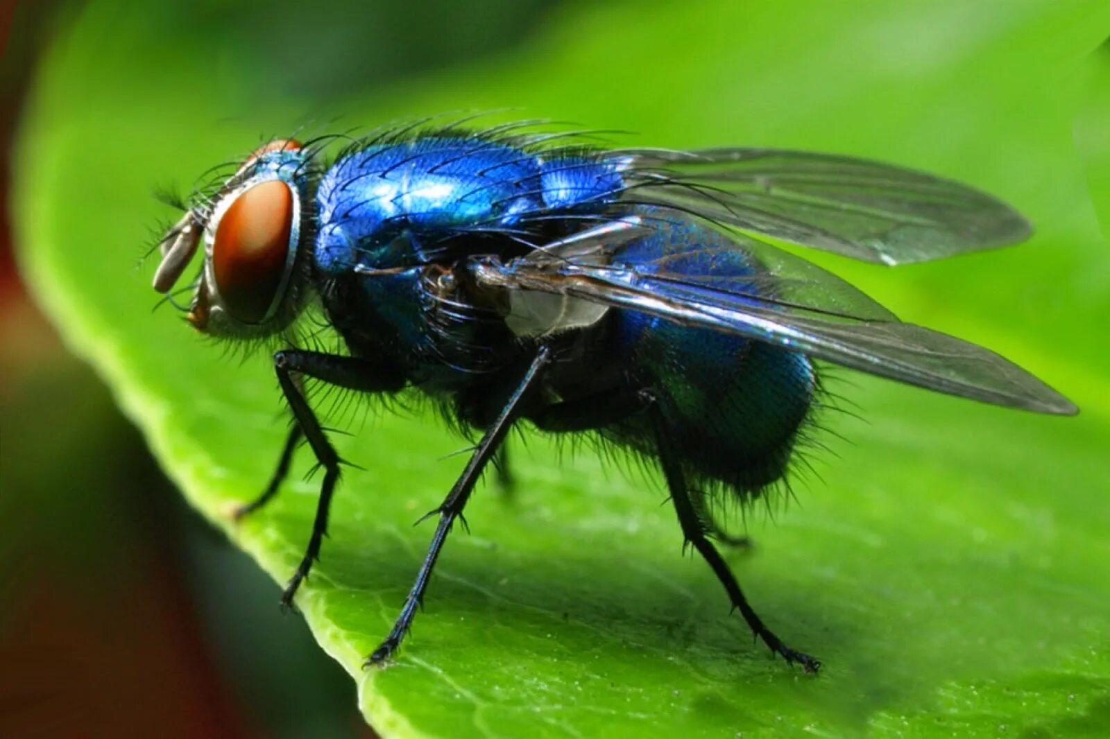 Муха. Муха синяя мясная (Calliphora uralensis). Синяя падальная Муха. Муха навозная зеленая. Синяя мясная Муха Calliphora erythrocephala.