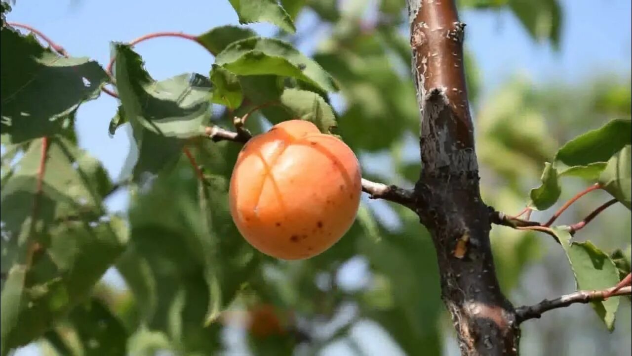 Видео сортов абрикоса
