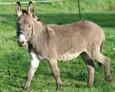 Әйелдер ақ сұйықтықты қалай алады (порно)