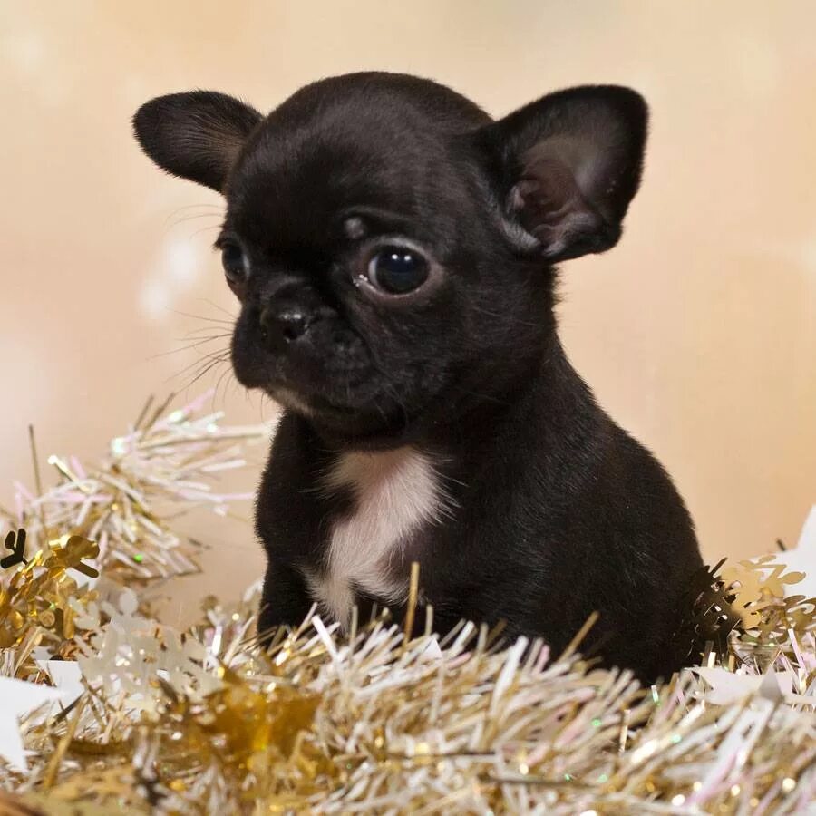 Маленькая порода собак недорогая. Питомник для маленьких собак. Питомник маленьких пород. Кутята чихуахуа. Питомник маленьких пород.