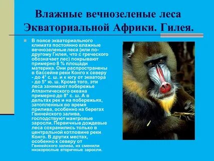 Животные влажных лесов африки