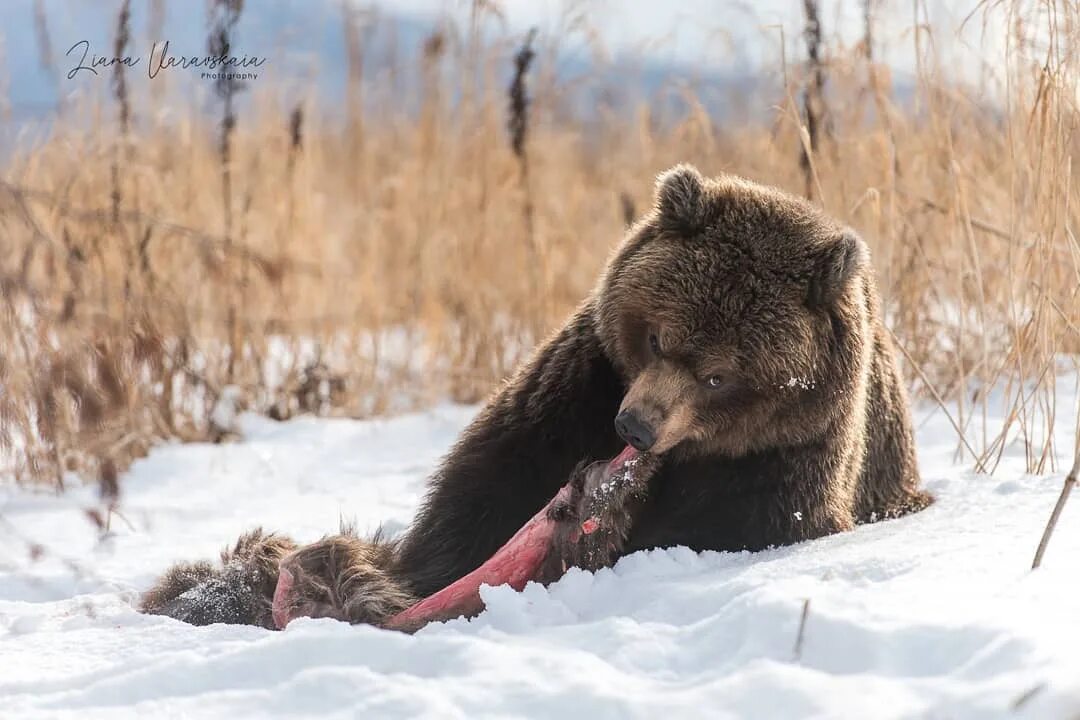 Медведь живет в степи. Медвежонок живой. Медвежонок Живая природа. Медведь в живой природе. Медведь ожил.