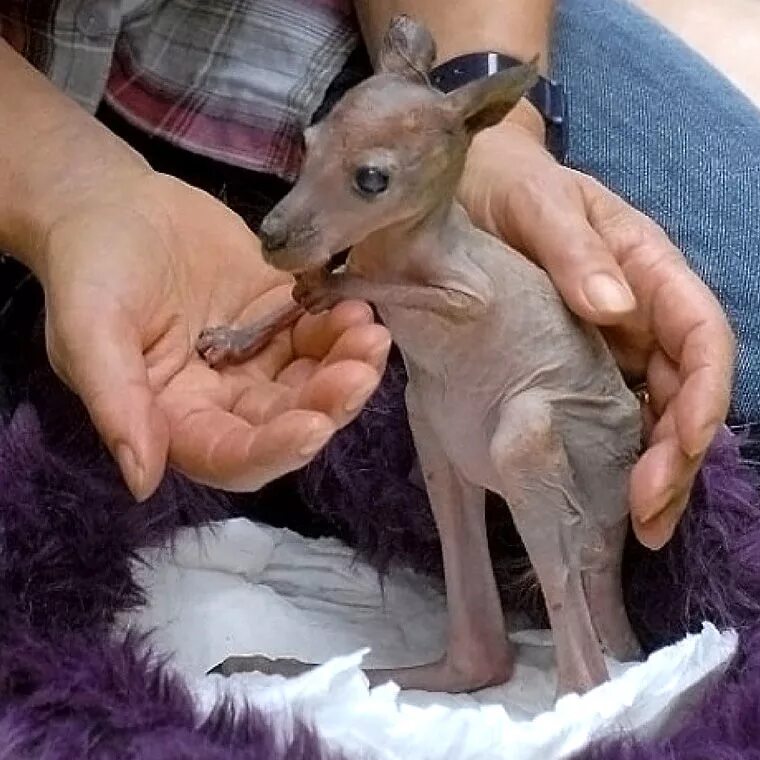 Детёныш кенгуру новорожденный. Новорожденный Кенгуренок. Детёныш кенгуру новорожденный в сумке. Размер новорожденного кенгуру. Рождение кенгуру