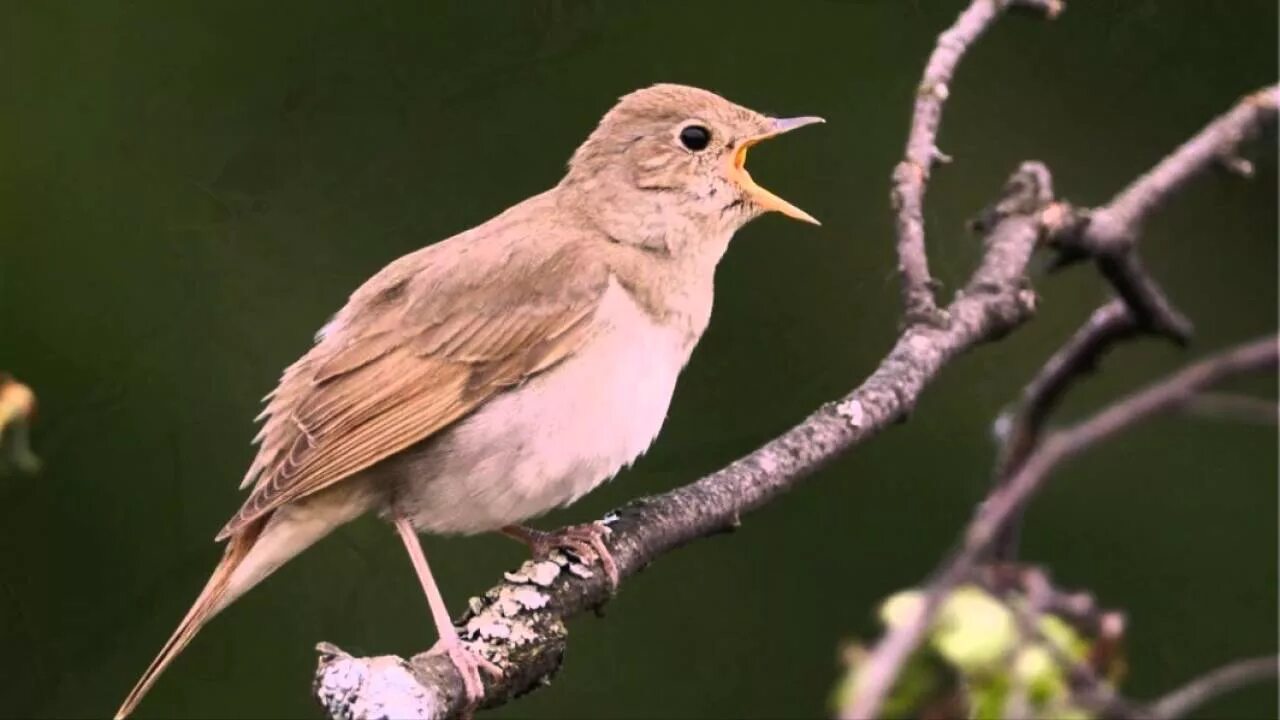Соловей птичка певчая. Соловей поет ночью. Соловьи поют всю ночь. Соловей поет ночью. Соловей ночью.