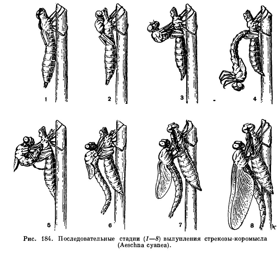Какой тип развития характерен для стрекозы. Цикл развития личинки Стрекозы. Стадии развития личинки Стрекозы. Стадия вылупления Стрекозы. Стрекоза коромысло стадии развития.