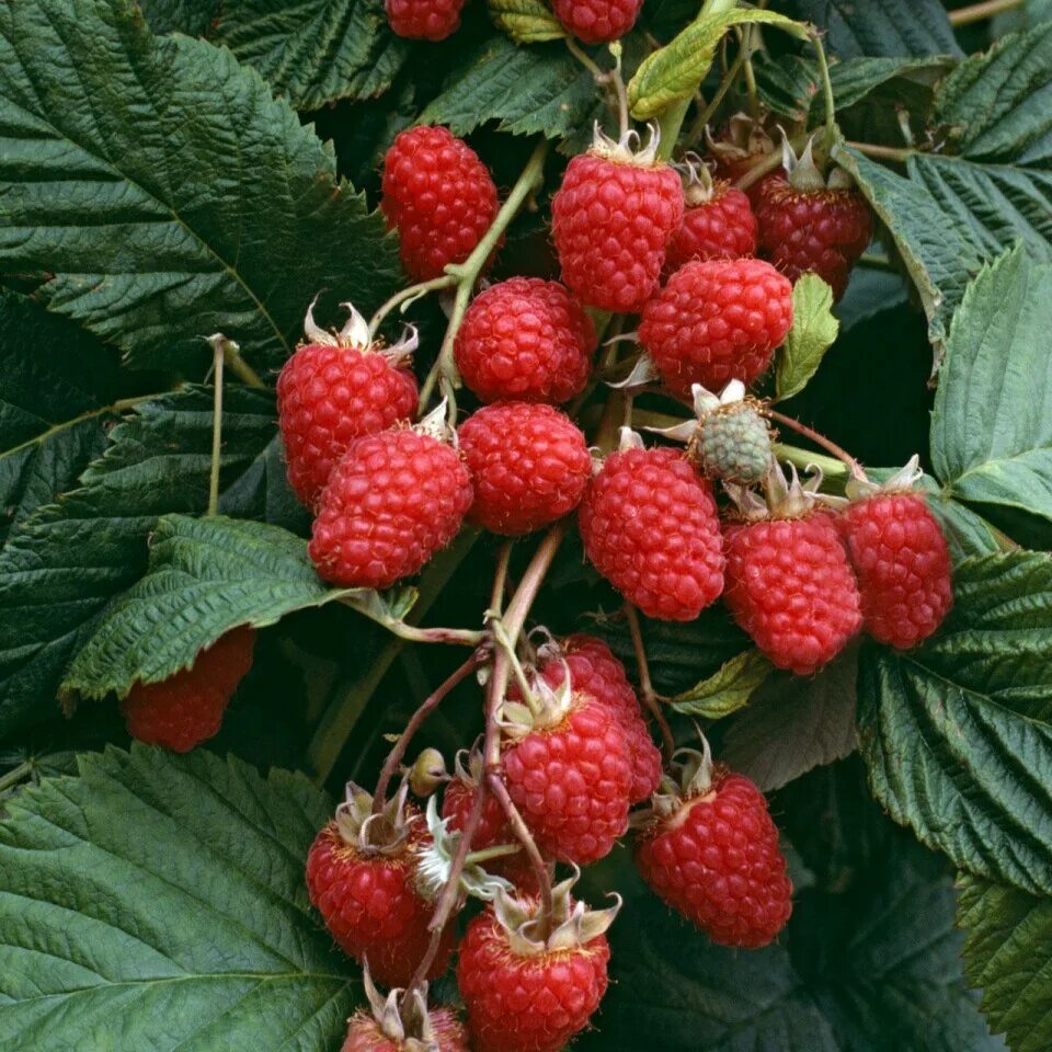 Малина таруса фото. Малина сорт таруса. Малиновое дерево крепыш. Малина таруса. Малина ремонтантная таруса.