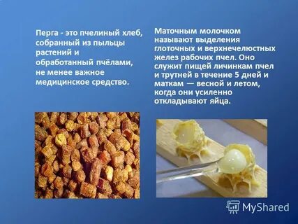 Перга сколько можно в день