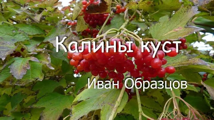 Калина исполняет. Калины куст песня. Калины куст текст. Куст калины растет у меня на дворе.