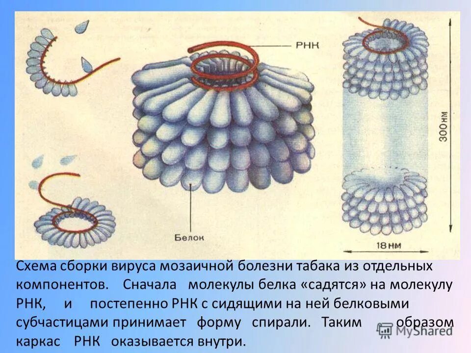 вирусы растений строение. неклеточные организмы вирусы. вирусы растений строение.