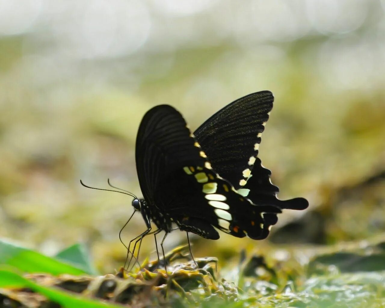 Сохранение темных бабочек в результате. Бабочка Баттерфляй Блэк. Черная бабочка Птицекрылка. Темная бабочка. Черные большие бабочки.