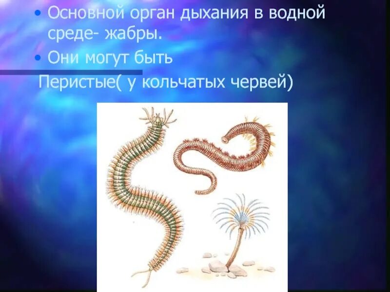 Кольчатые черви малощетинковые дождевой червь. Органы дыхания у кольчатых червей 7 класс. Многощетинковые черви нереида. Дыхание кольчатых червей. Органы дыхания тип кольчатые черви.