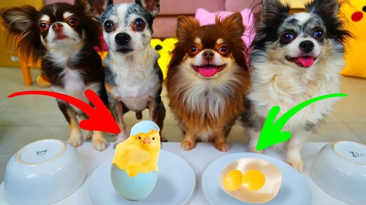 Включи ролики magic pets. Мэджик петс страшилки. Мэджик петс антистрессы. Включи ролики magic pets. Эйвон мэджик петс.