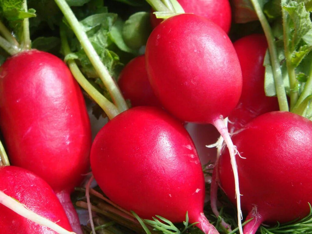 гавриш редис ризенбуттер. редис молния семко. ранние сорта редиса.