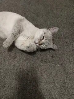 Как вернуть кота