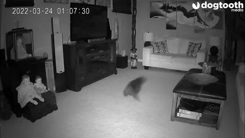 Кот призрак видео