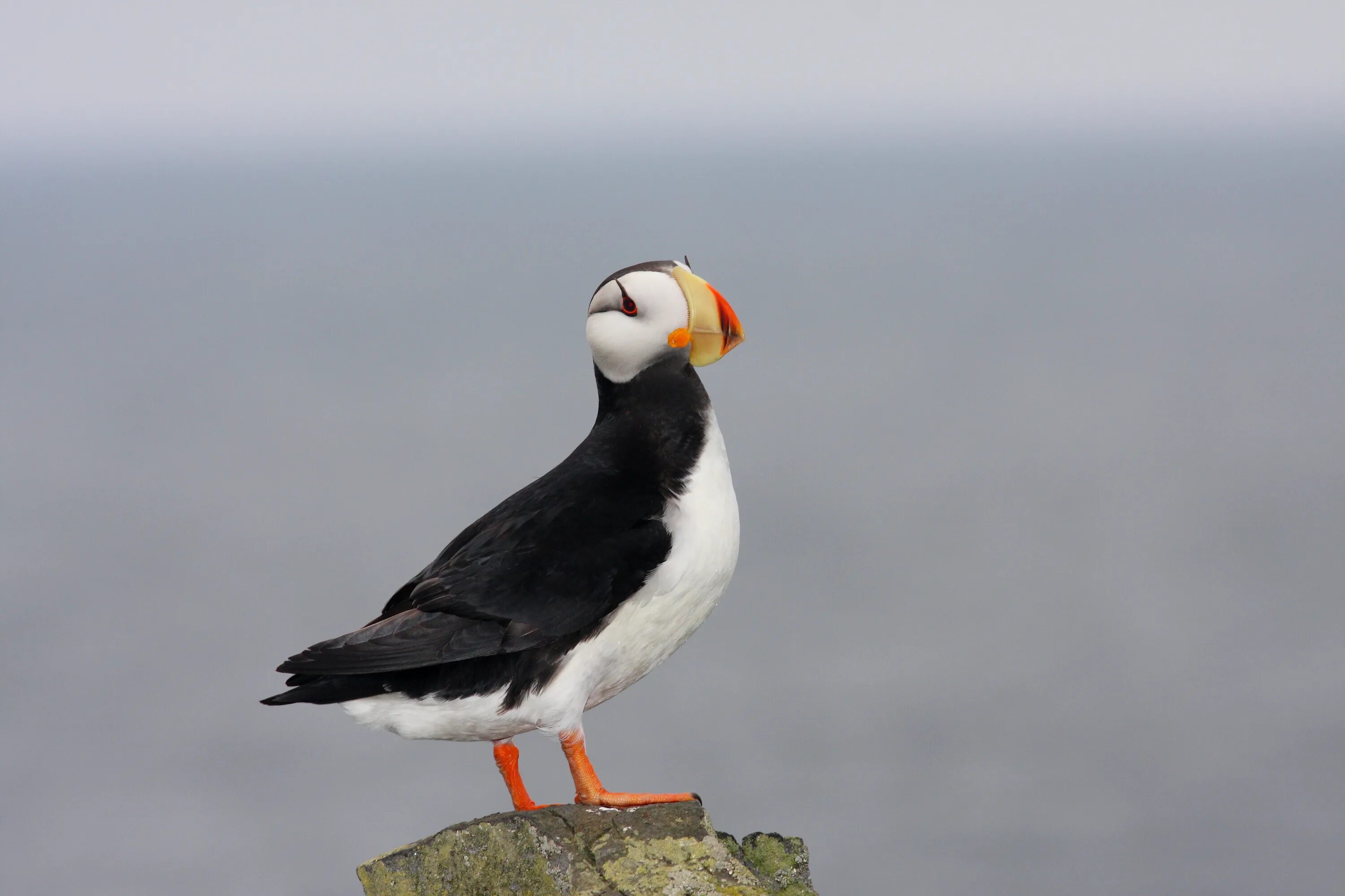 серый альбатрос. чайка на камне. морская полярная птица. балтийская чайка. морская птица 5.