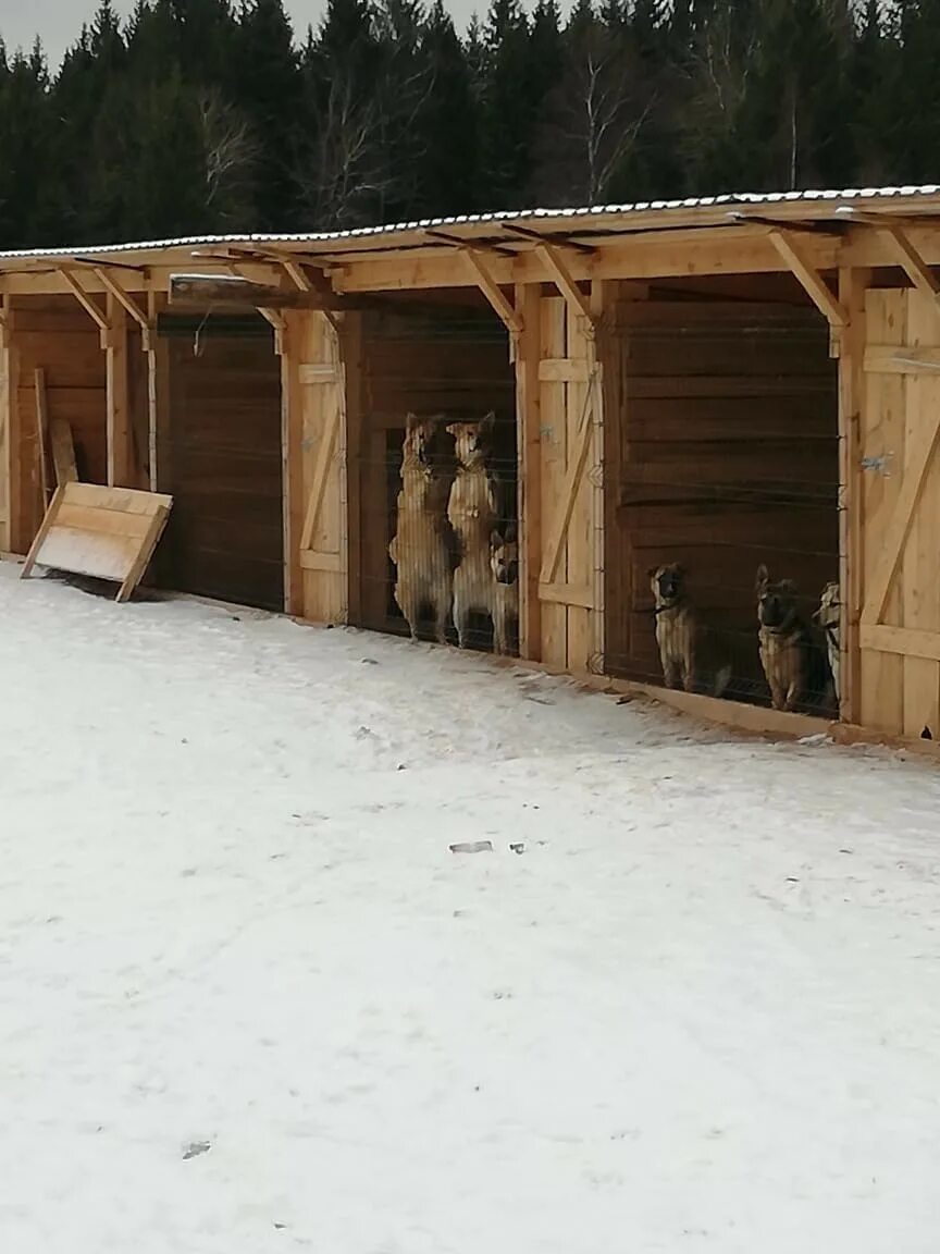 Лохматые судьбы приют. Приют лохматые судьбы хотьково. Дом лохматые судьбы щенки. Лохматые судьбы. Лохматые судьбы приют для животных.