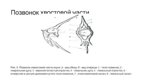 Хвостового отдела тела
