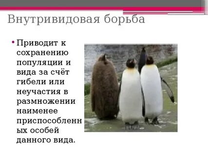 Укажите пример внутривидовой борьбы