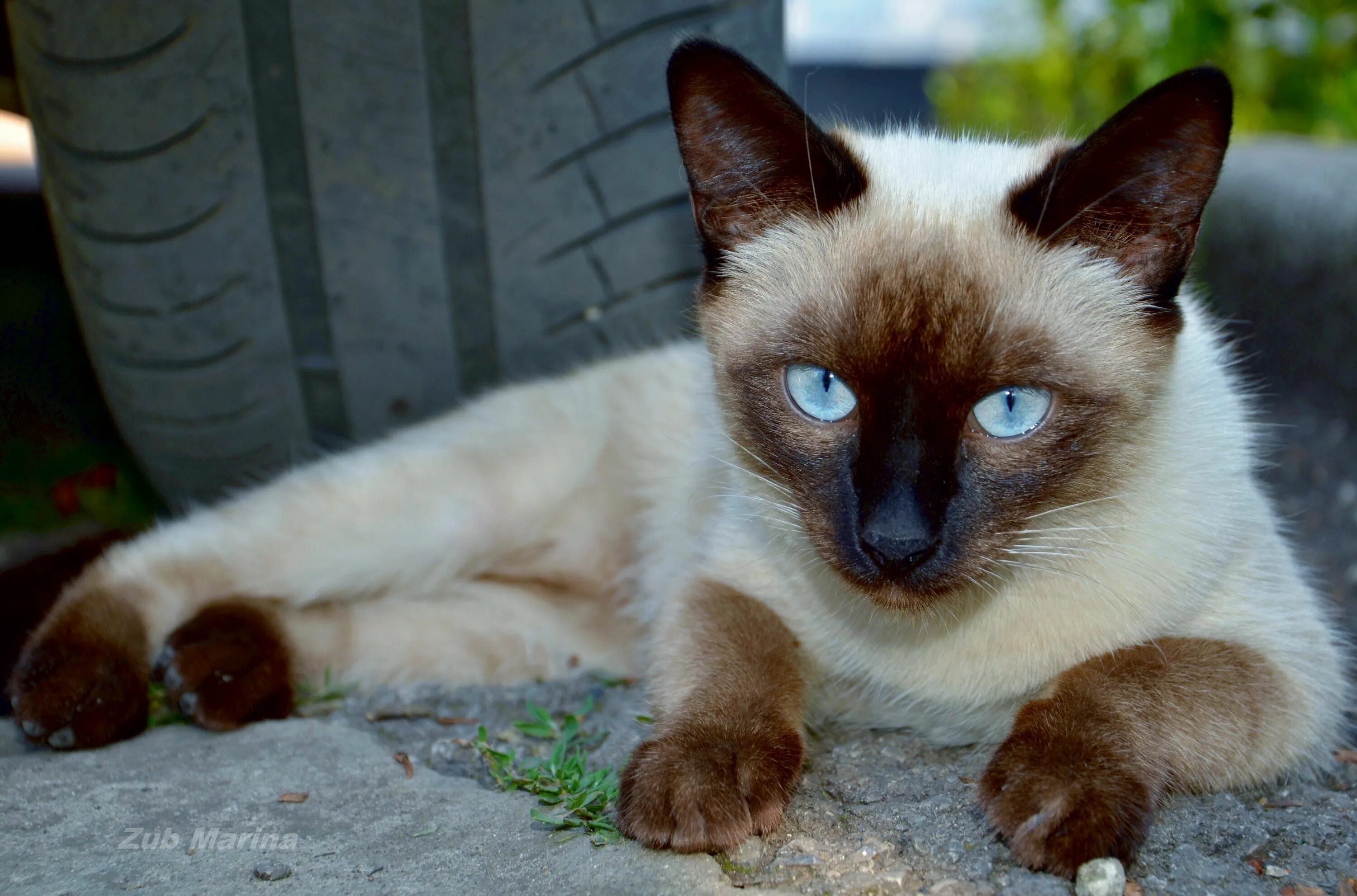 Цвет сиамских кошек. Сиамская кошка. Сиам кошка Сиамская. Сиамский кот чистокровный. Сиамский Тайдон.