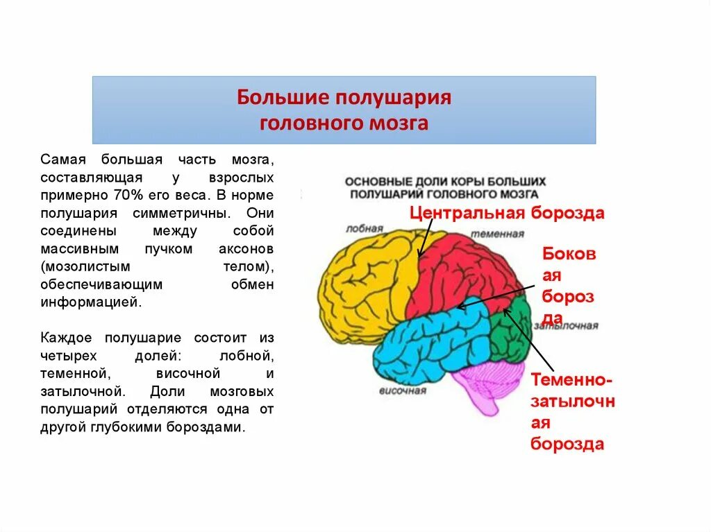 Функции отделов и долей головного мозга