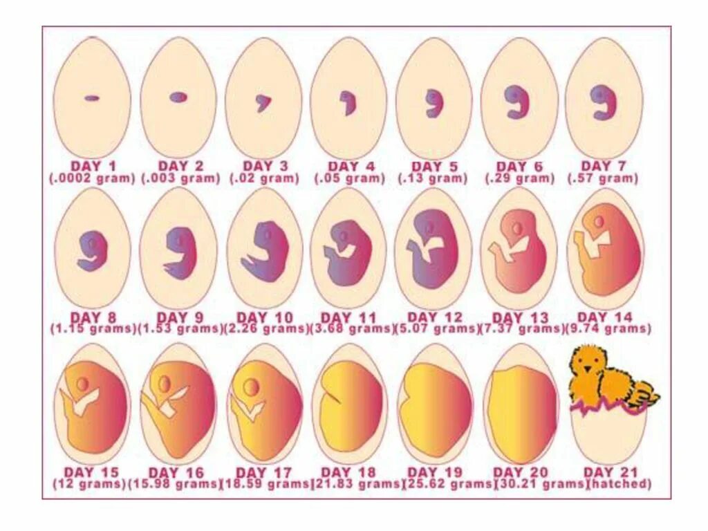 21 день инкубации. Эмбрион цыпленка в яйце по дням. Эмбрион цыпленка на стадии развития. Формирование зародыша в яйце. Стадии развития зародыша в яйце.