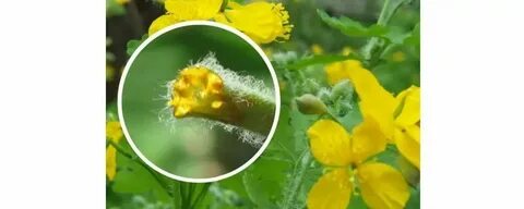 Какие растения выделяют сок